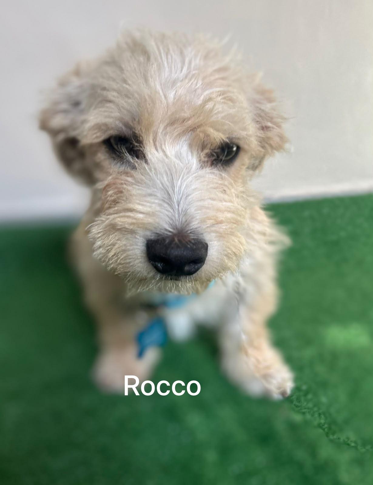 Rocco, an adopted mixed breed in San Ysidro, CA image 1/6