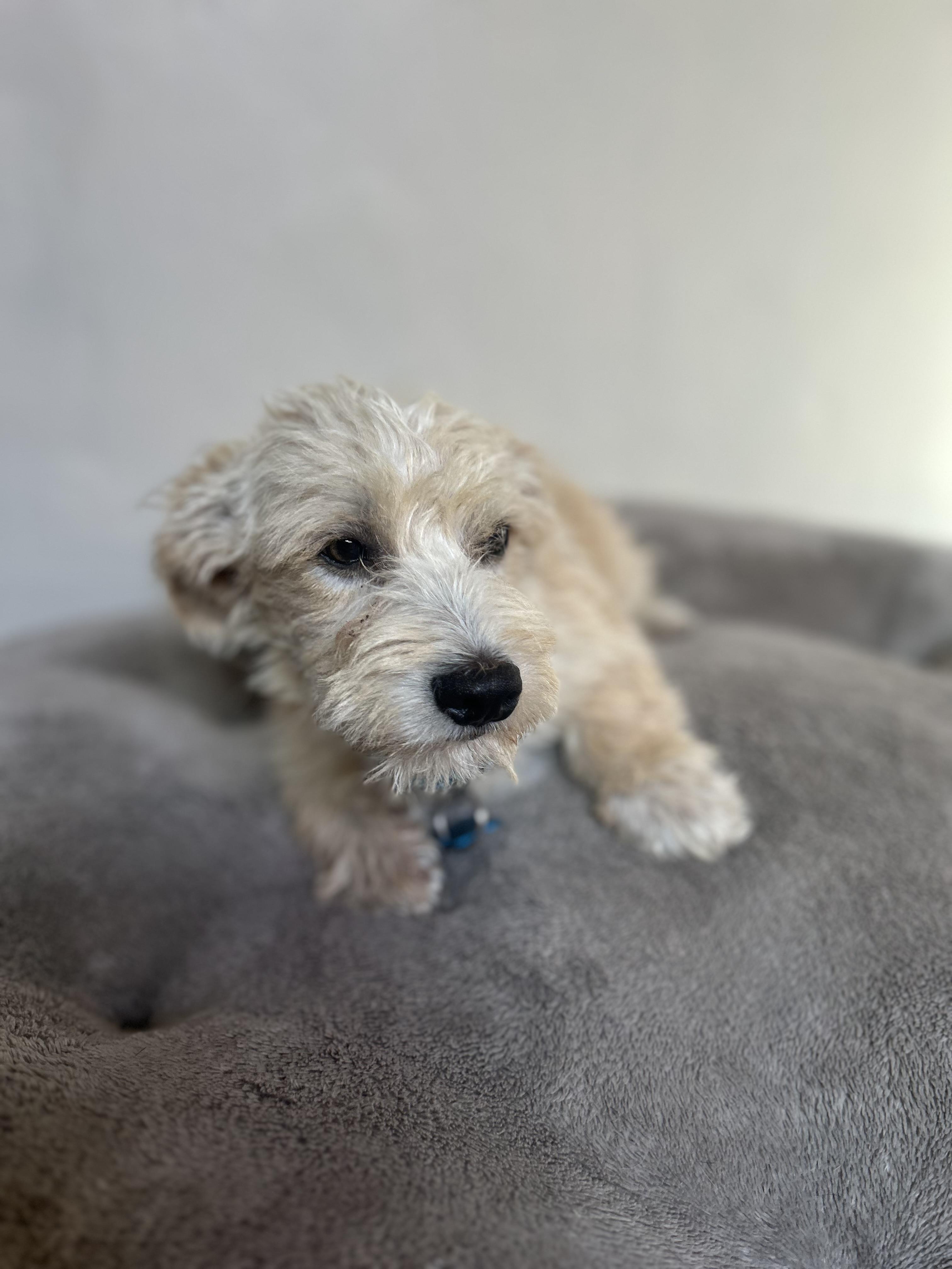 Rocco, an adopted mixed breed in San Ysidro, CA image 5/6