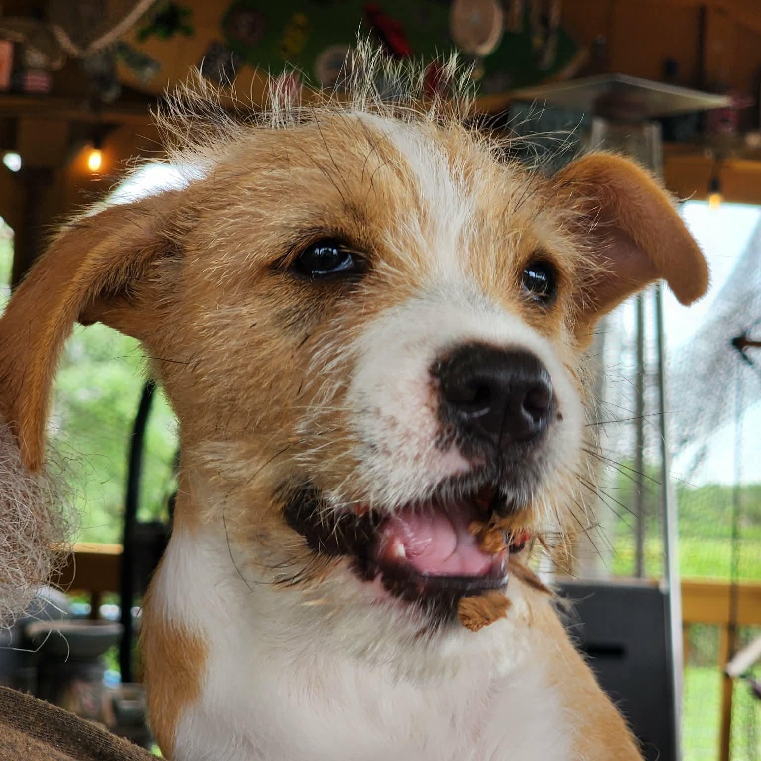 Enlarge Panya, a Adoptable mixed breed in Brattleboro , VT image 6/6