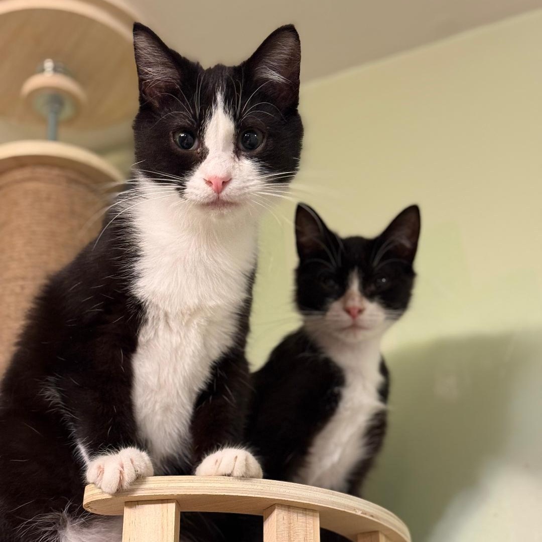 Minnie and Mitzi photo 3
