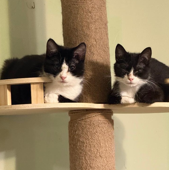 Minnie and Mitzi photo 4