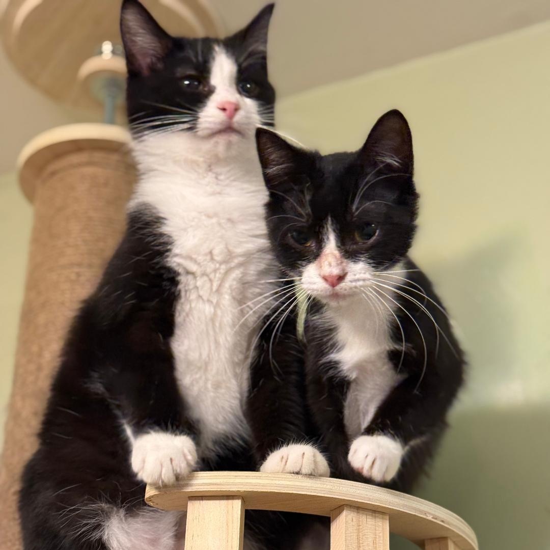 Minnie and Mitzi, Young Female unknown