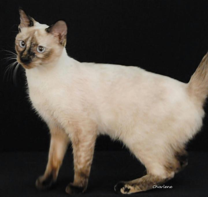 Pop It, Adoptable, Young Female Domestic Short Hair & Siamese.