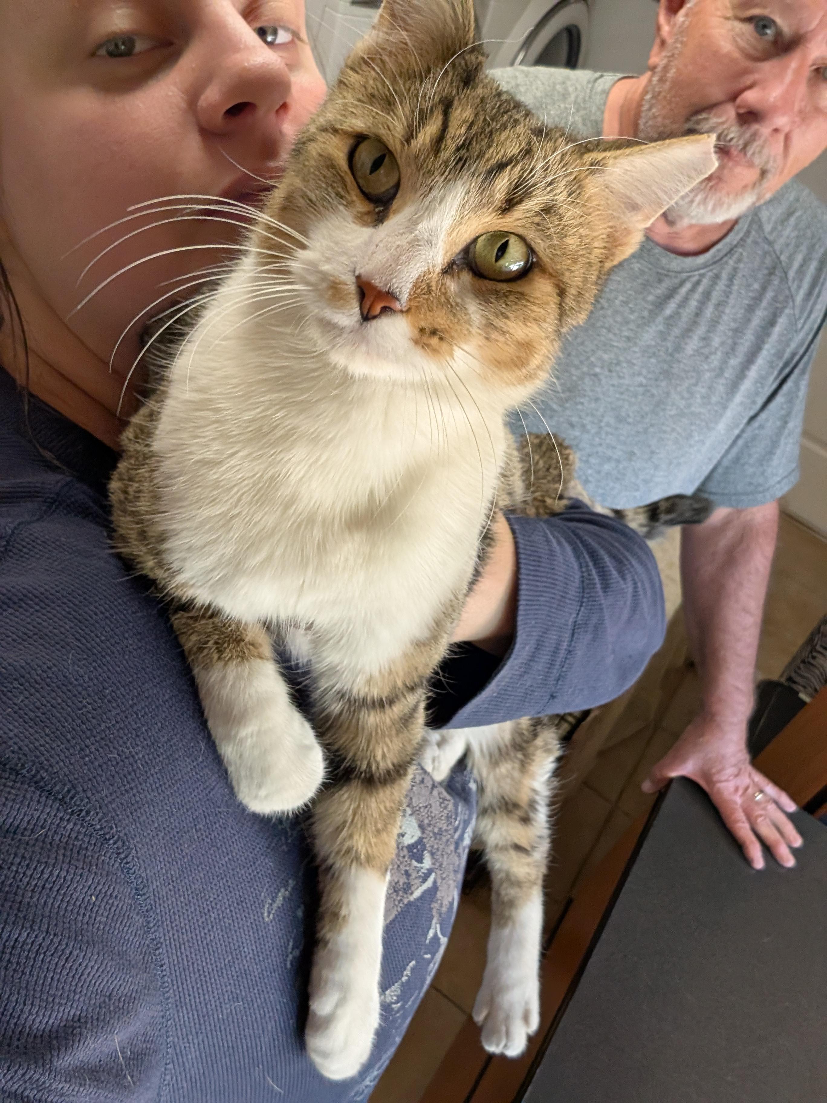 Enlarge Sir Charles , a ADOPTABLE Tabby in Phoenix, AZ image 2/6