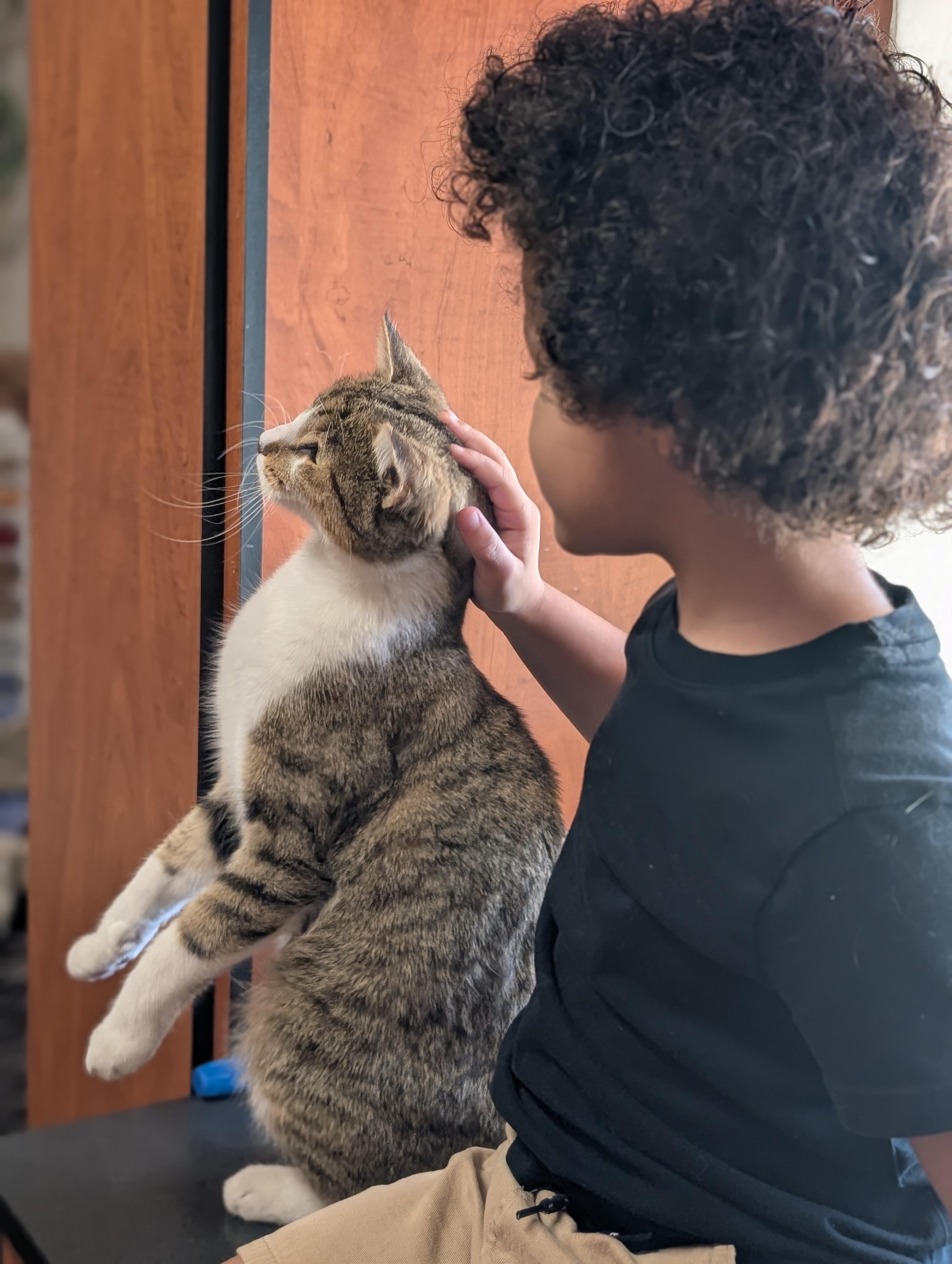 Enlarge Sir Charles , a ADOPTABLE Tabby in Phoenix, AZ image 4/6