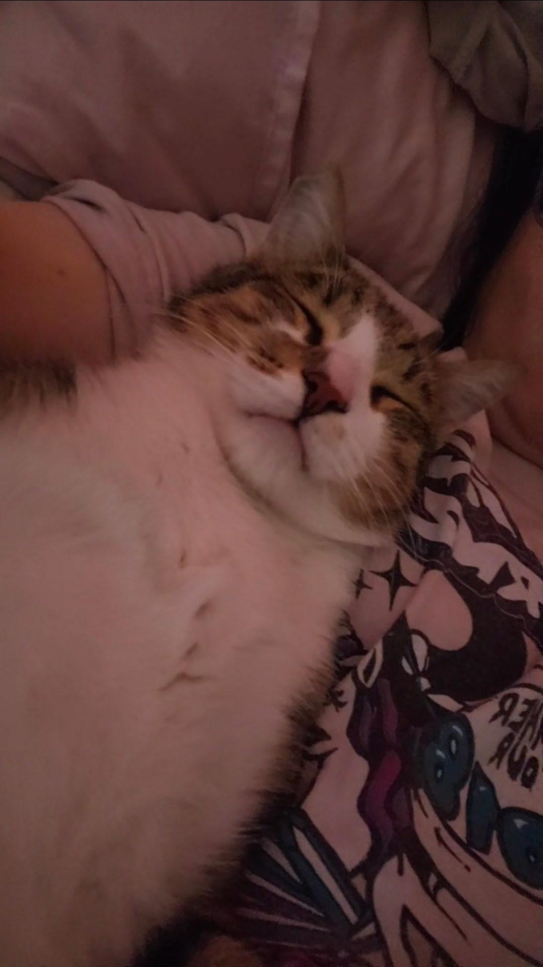 Sir Charles , ADOPTABLE, Young Male Tabby.
