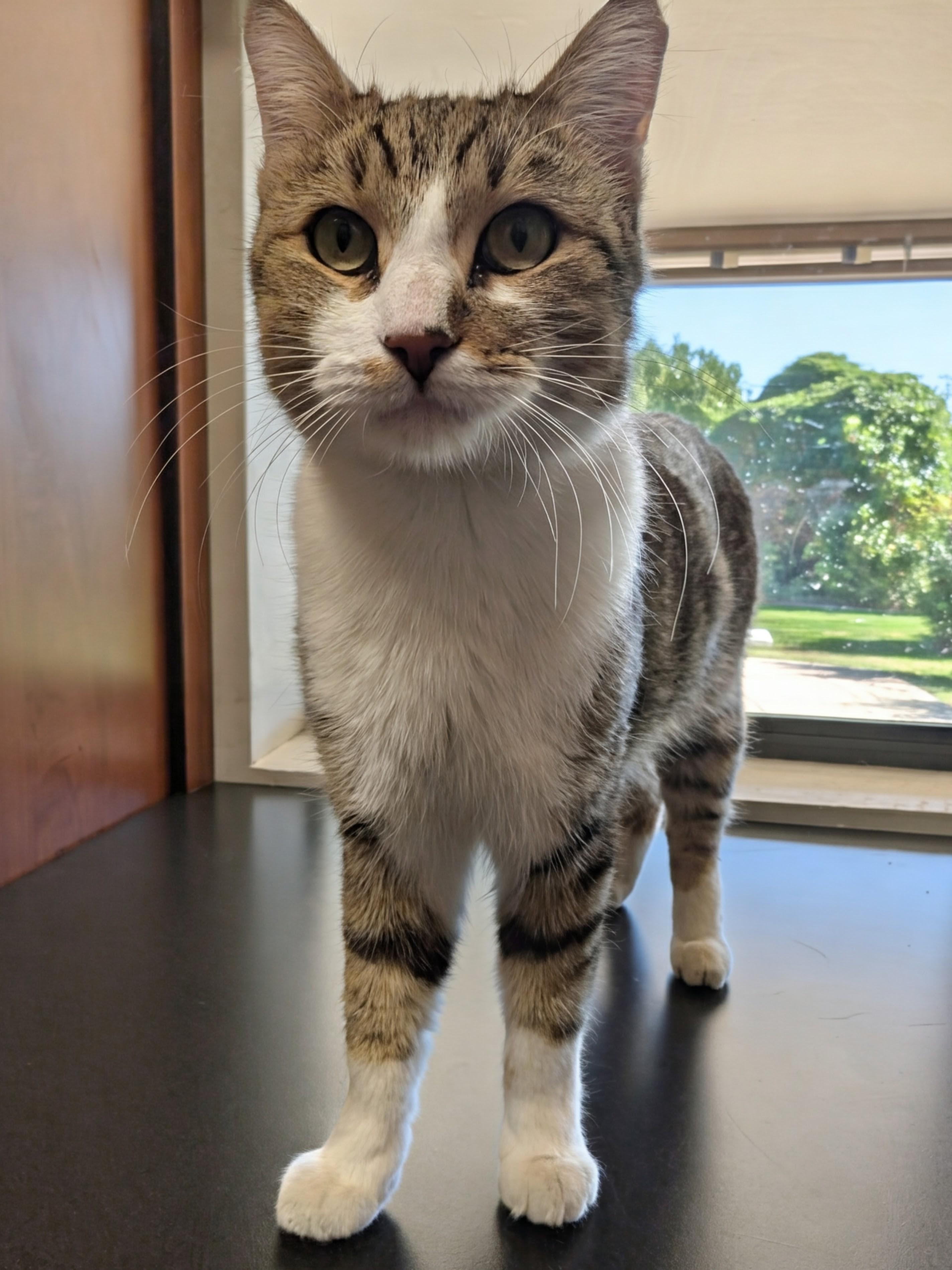 Enlarge Sir Charles , a ADOPTABLE Tabby in Phoenix, AZ image 3/6