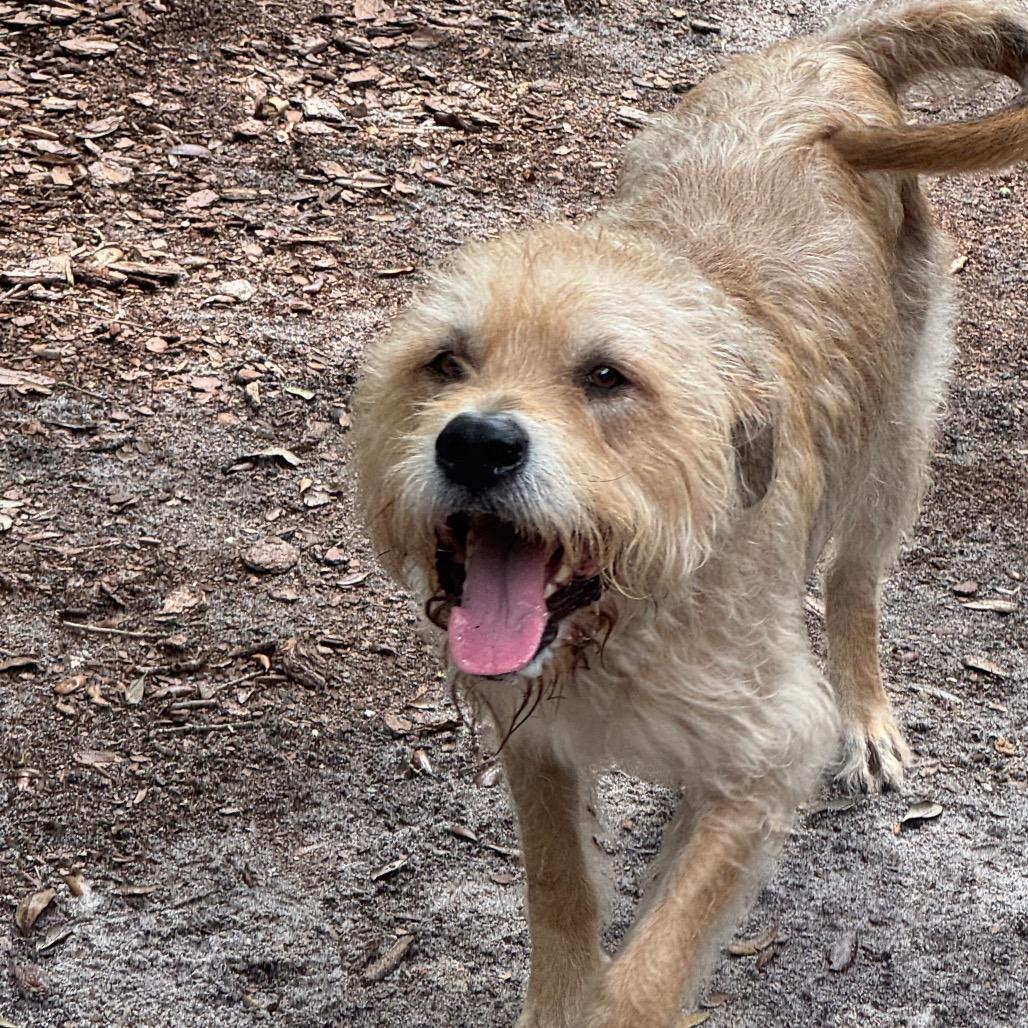Aries, a Adoptable Mixed Breed in Titusville, FL image 2/6