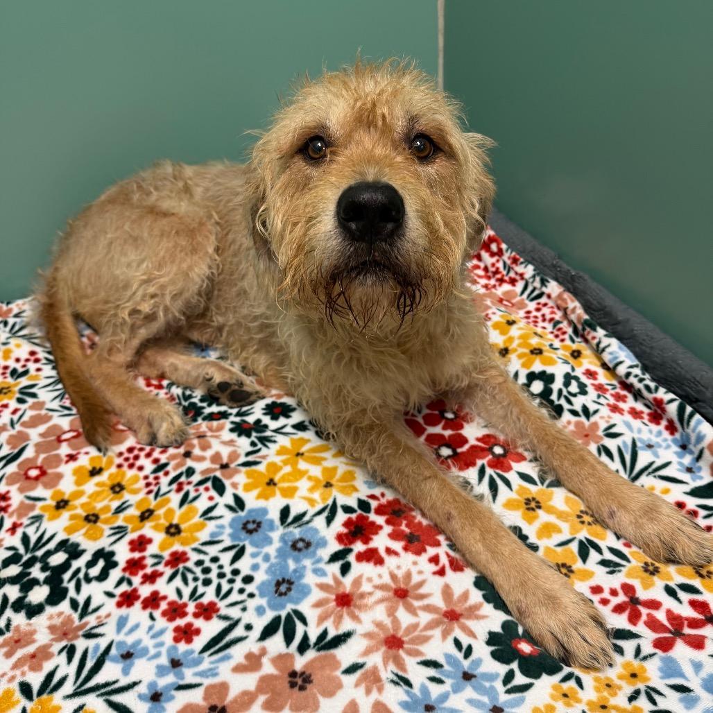 Aries, a Adoptable Mixed Breed in Titusville, FL image 5/6