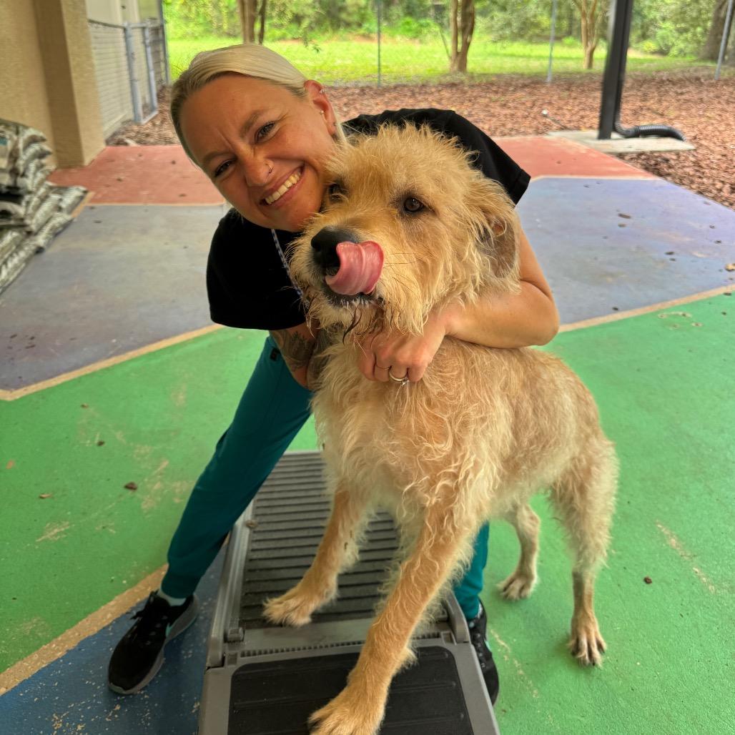 Aries, a Adoptable Mixed Breed in Titusville, FL image 6/6