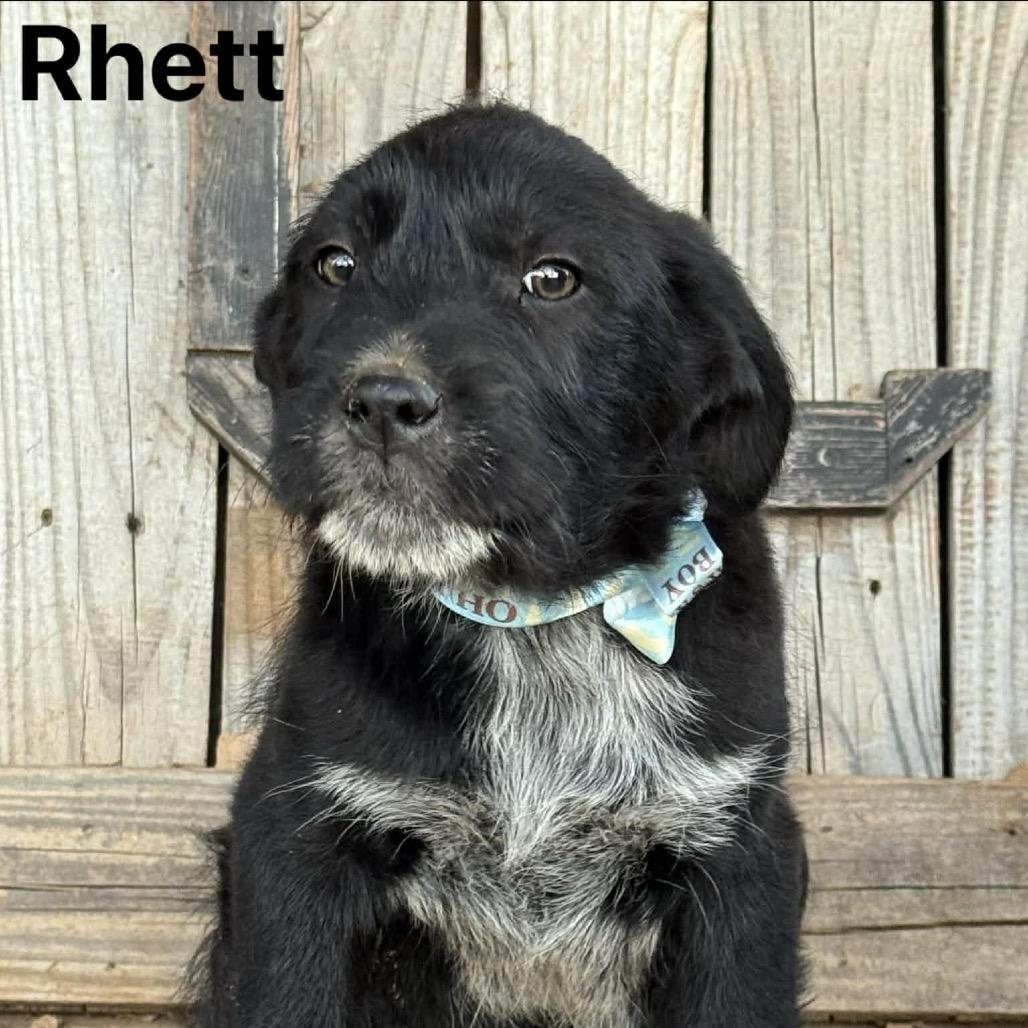 Rhett, a Adoptable Mixed Breed in Oxford, ME image 1/4