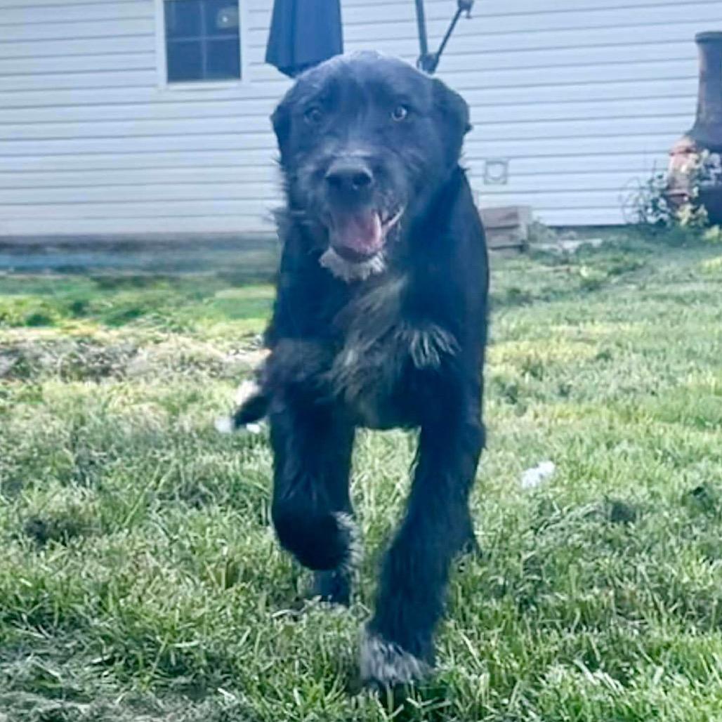 Rhett, a Adoptable Mixed Breed in Oxford, ME image 2/4