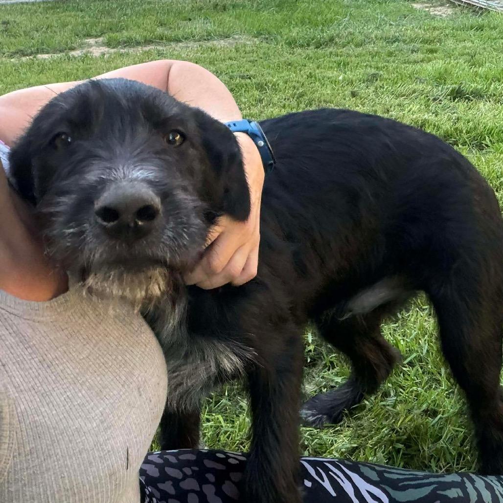 Rhett, a Adoptable Mixed Breed in Oxford, ME image 3/4