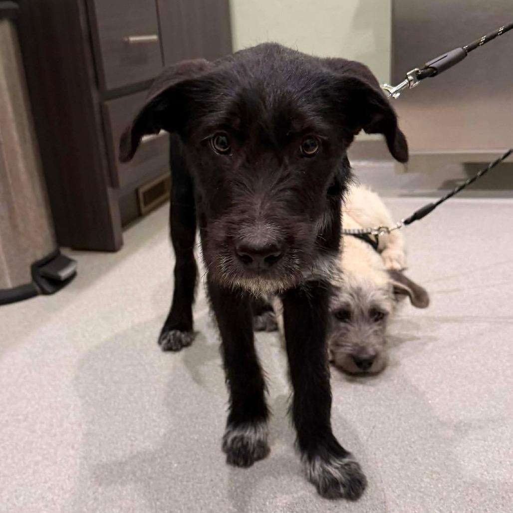 Rhett, a Adoptable Mixed Breed in Oxford, ME image 4/4