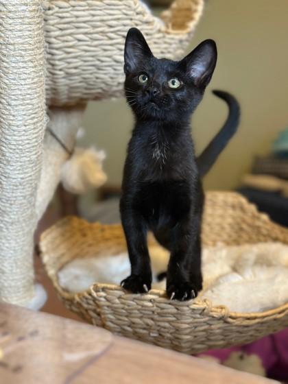 Benny, Adoptable, Young Male Domestic Short Hair & Domestic Short Hair.