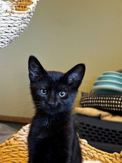 Benny, a Adoptable mixed breed in New Hope, PA image 2/2