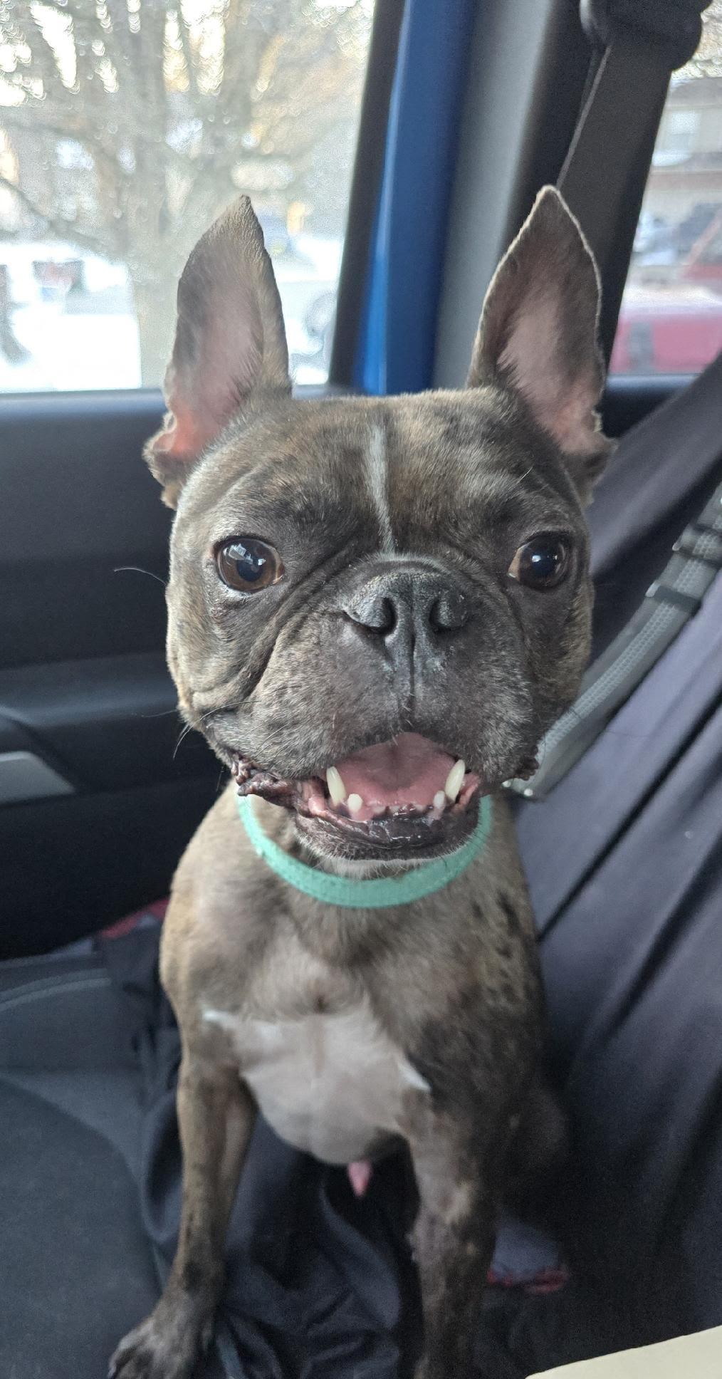 Enlarge Knox, a Adopted mixed breed in West Chester, OH image 1/6