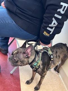 Enlarge Knox, a Adopted mixed breed in West Chester, OH image 3/6