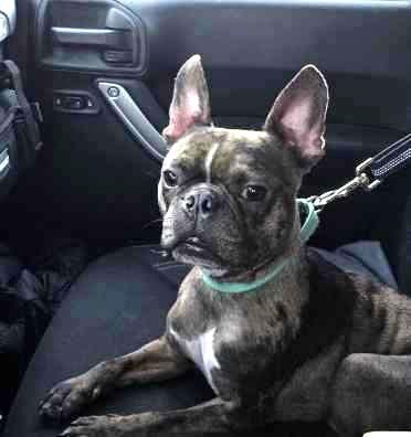 Enlarge Knox, a Adopted mixed breed in West Chester, OH image 2/6