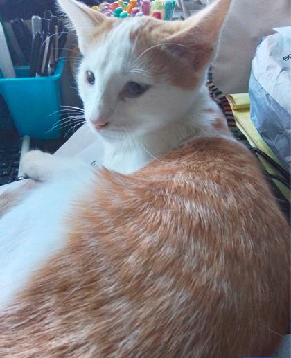 Smitty, Adoptable, Young Male Domestic Short Hair & Domestic Short Hair.