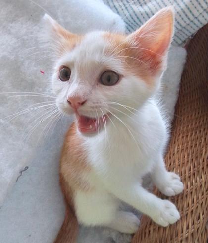 Enlarge Smitty, a Adoptable mixed breed in Encinitas, CA image 2/2