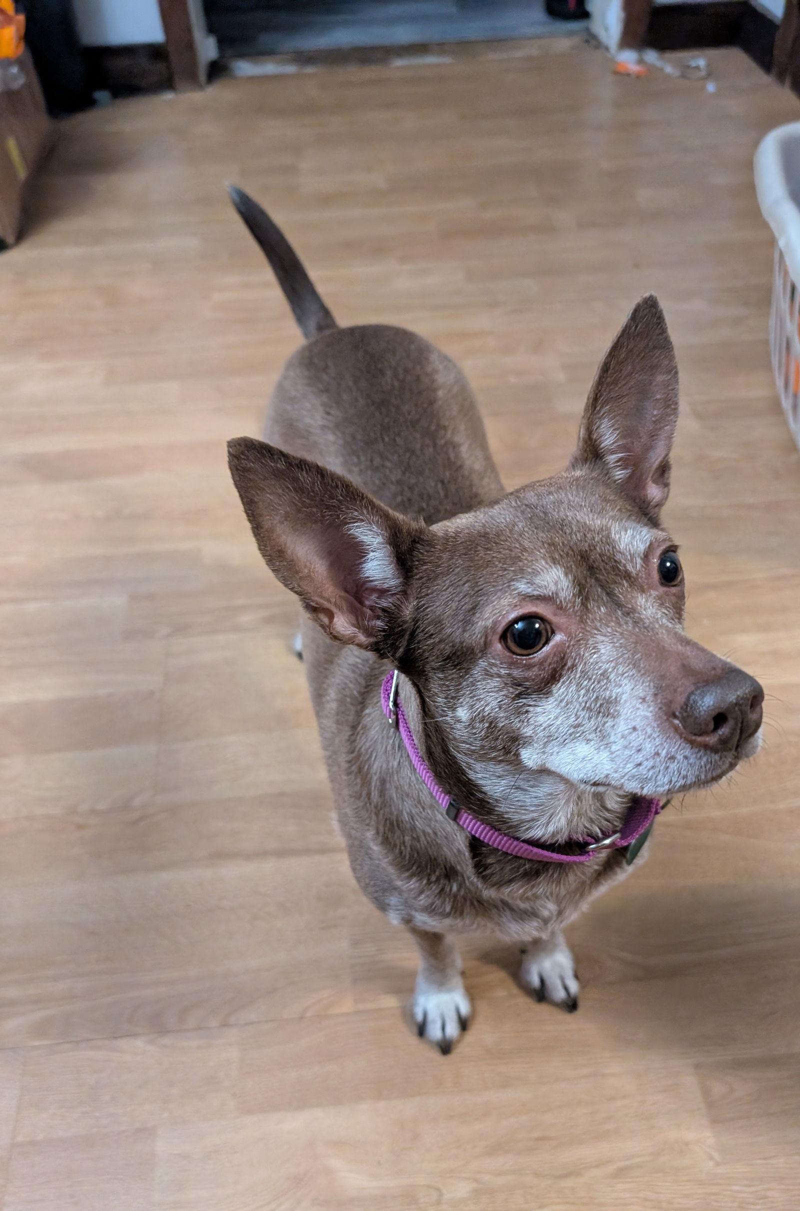 Lil' Momma, Adoptable, Adult Female Chihuahua.