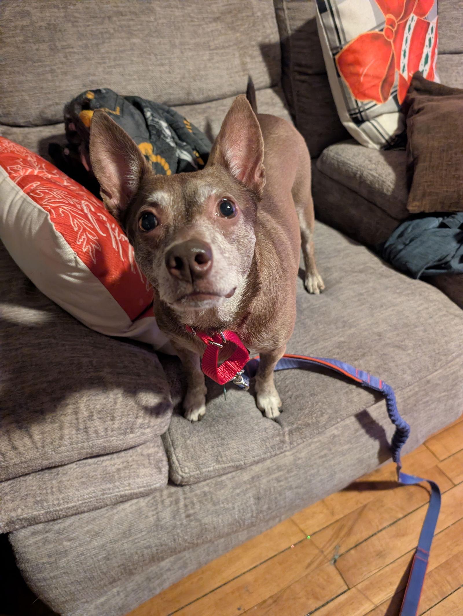 Enlarge Lil' Momma, a Adoptable Chihuahua in Tonawanda, NY image 2/3