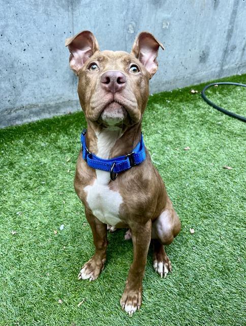 Scoob, Adoptable, Young Male Pit Bull Terrier.