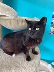 Marvin, Adoptable, Senior Male Domestic Short Hair.
