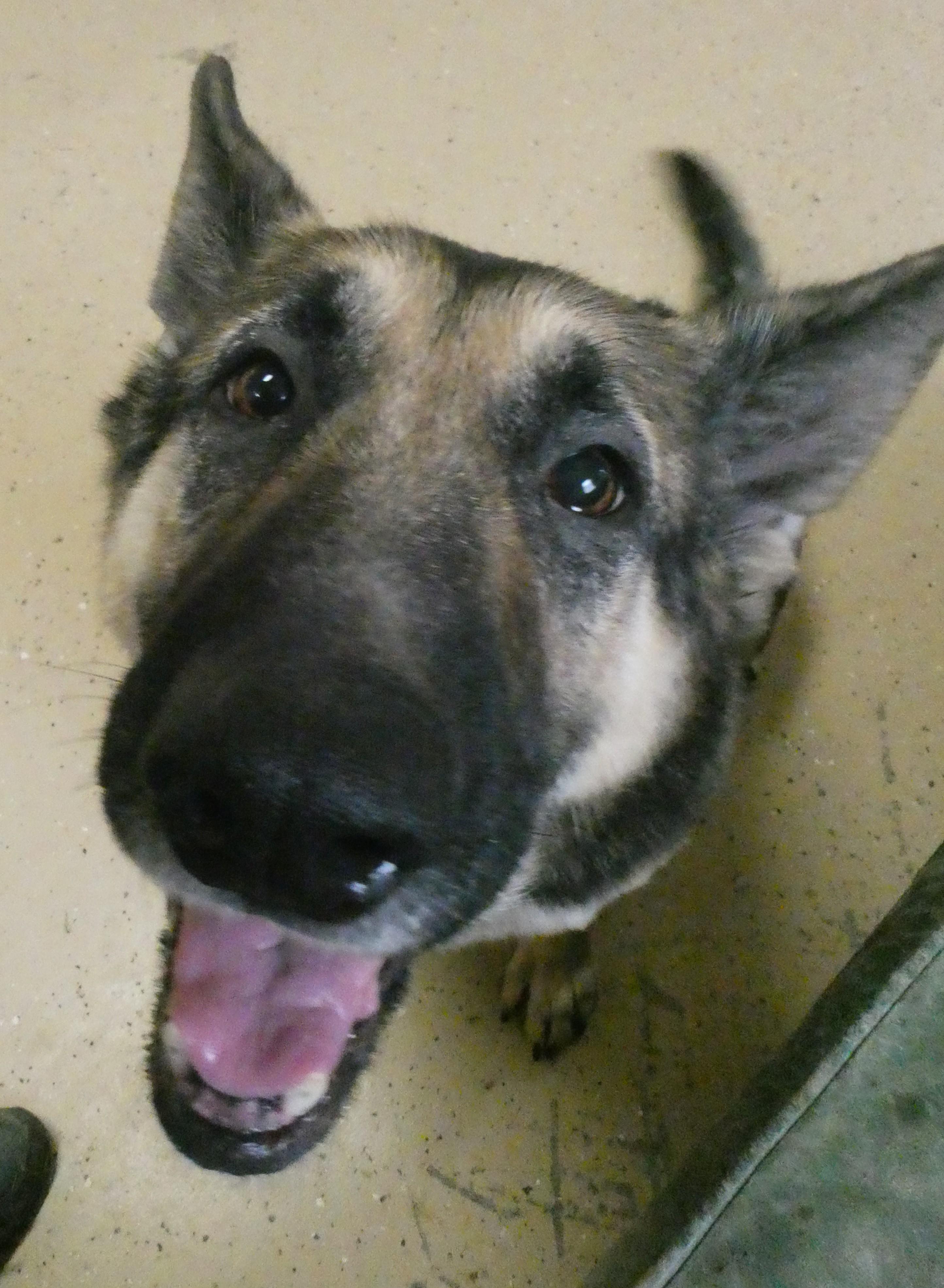 Greta I, a ADOPTABLE German Shepherd Dog in Mount Sterling, KY image 1/5