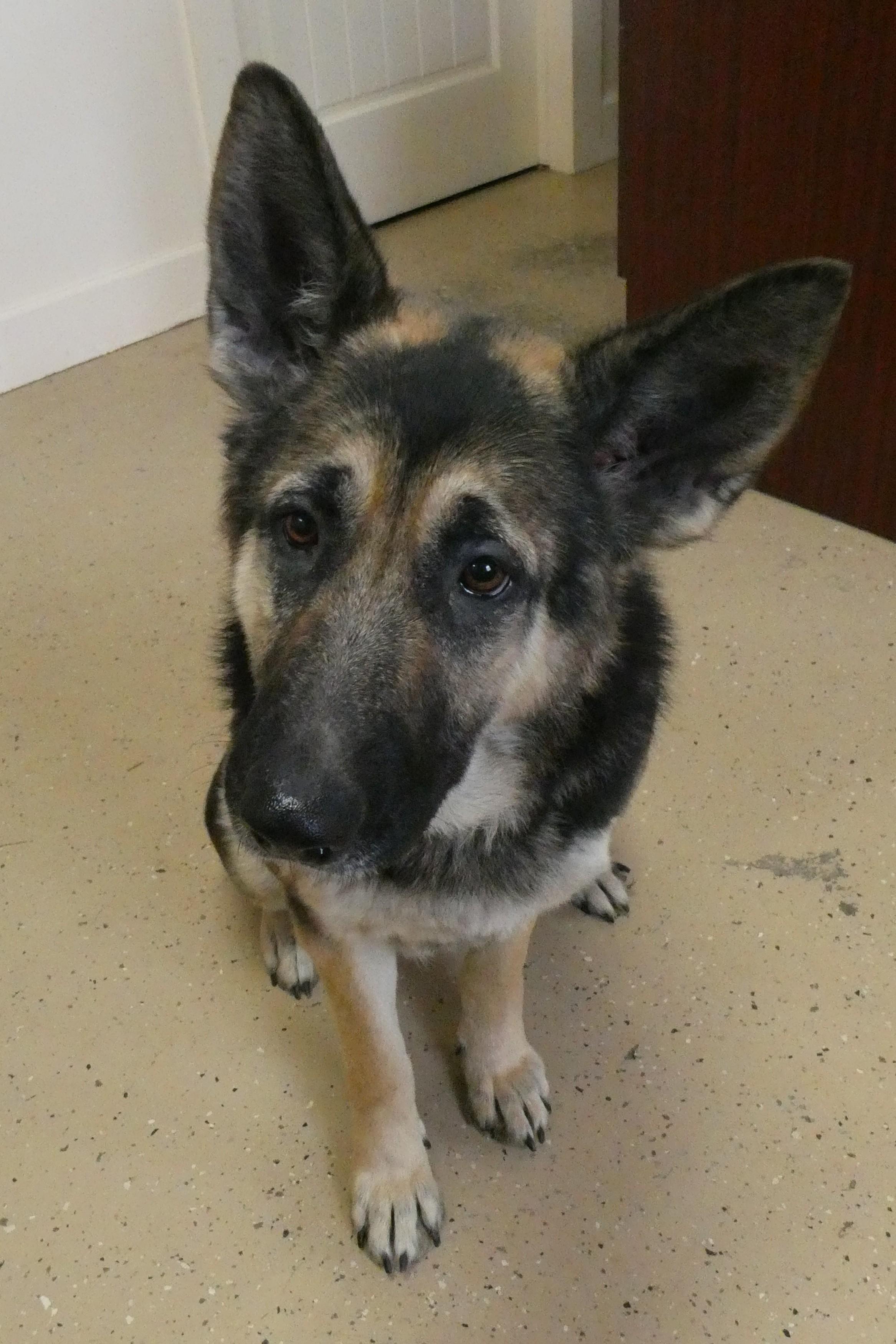 Greta I, a ADOPTABLE German Shepherd Dog in Mount Sterling, KY image 3/5