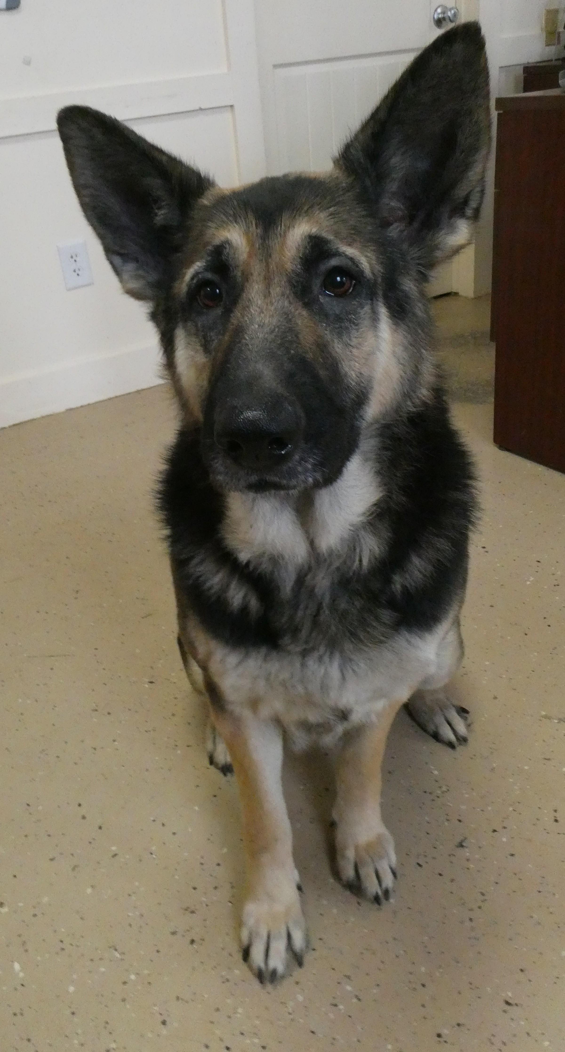 Greta I, a ADOPTABLE German Shepherd Dog in Mount Sterling, KY image 2/5