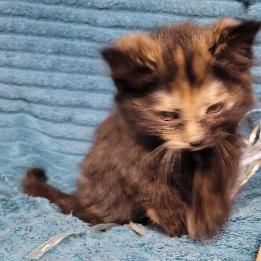 Enlarge Aubrey (lavender collar), a Adoptable Domestic Medium Hair in Coos Bay, OR image 1/2