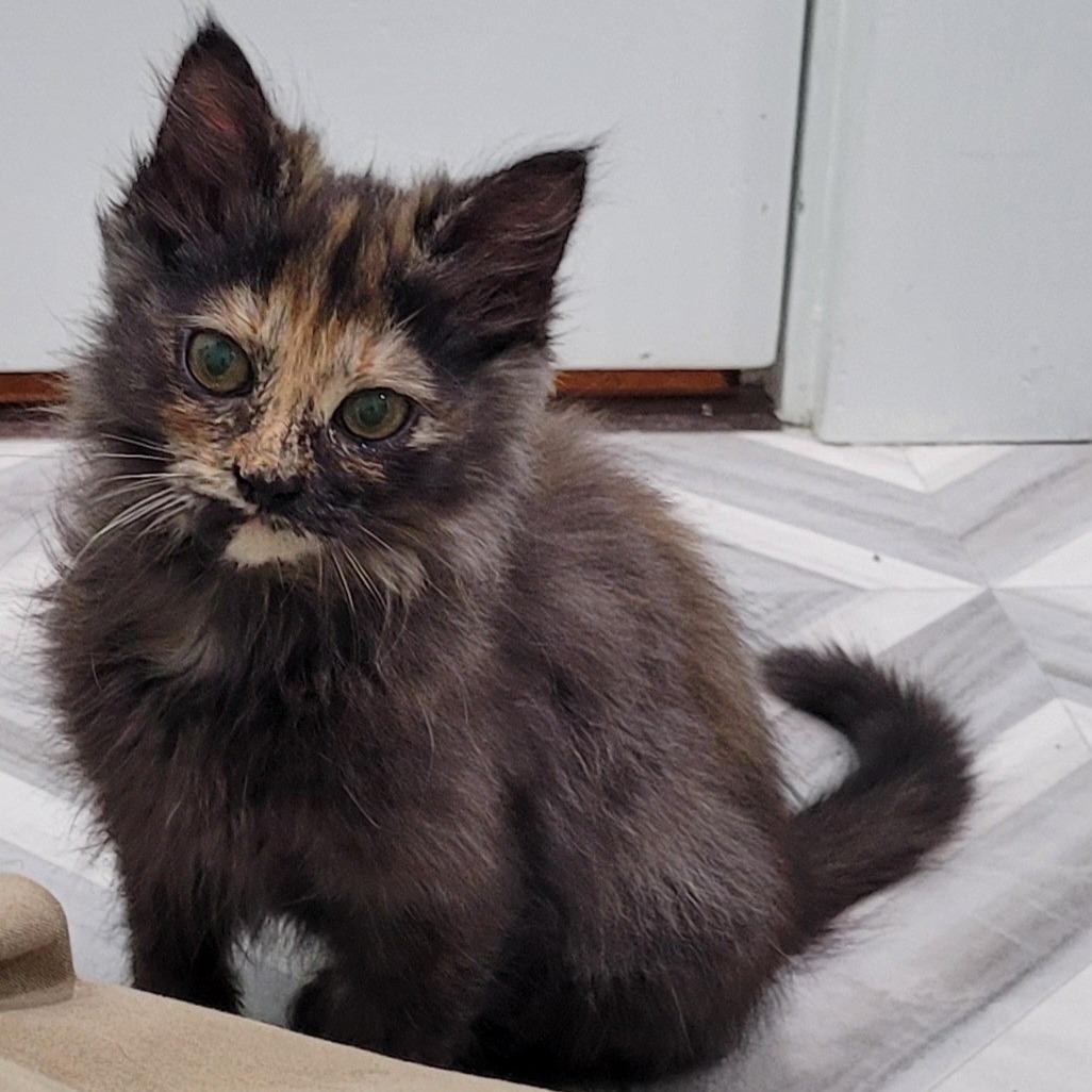 Enlarge Aubrey (lavender collar), a Adoptable Domestic Medium Hair in Coos Bay, OR image 2/2