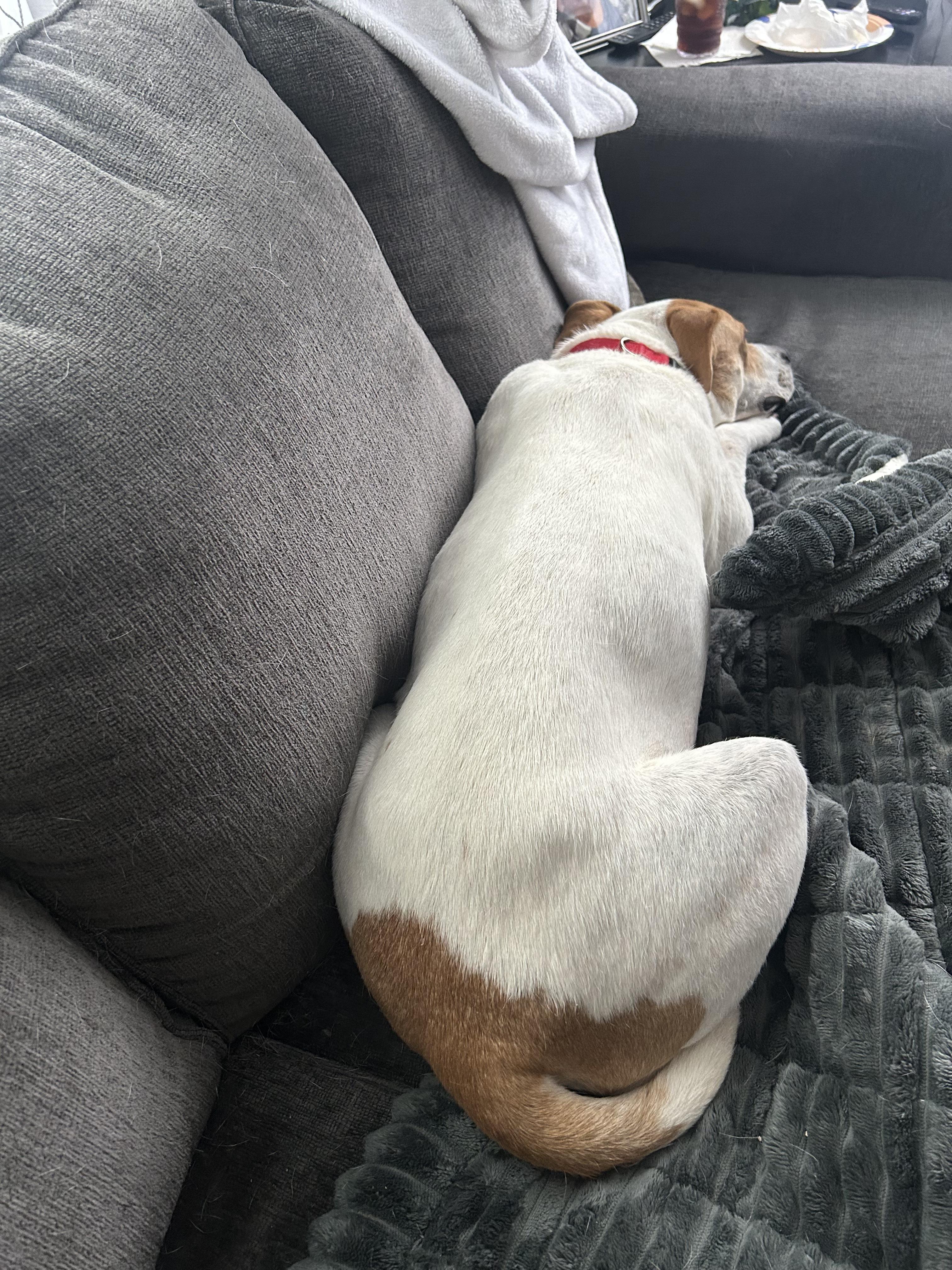 Rose, an adoption pending mixed breed in Wayne, NJ image 5/5
