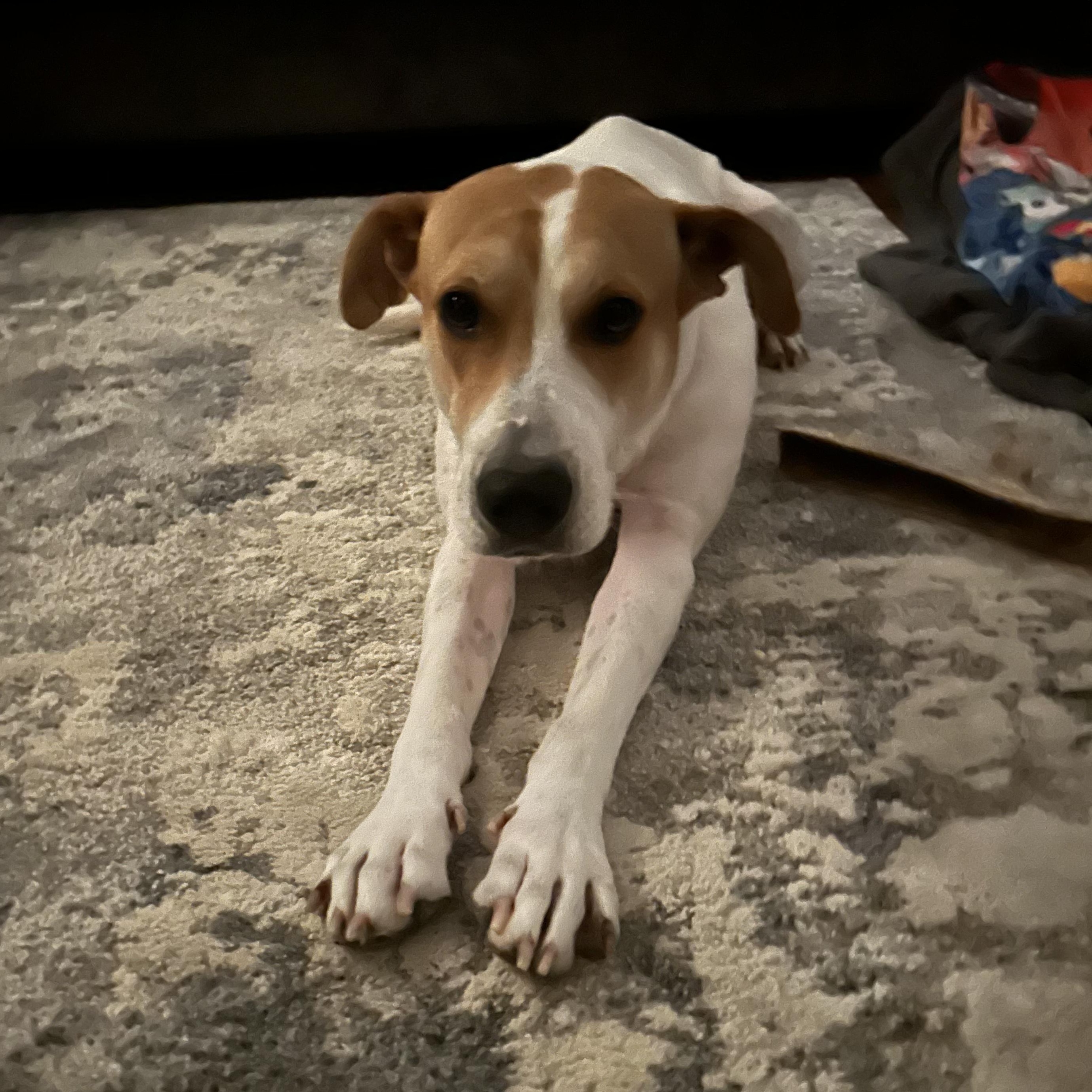 Rose, an adoption pending mixed breed in Wayne, NJ image 3/5