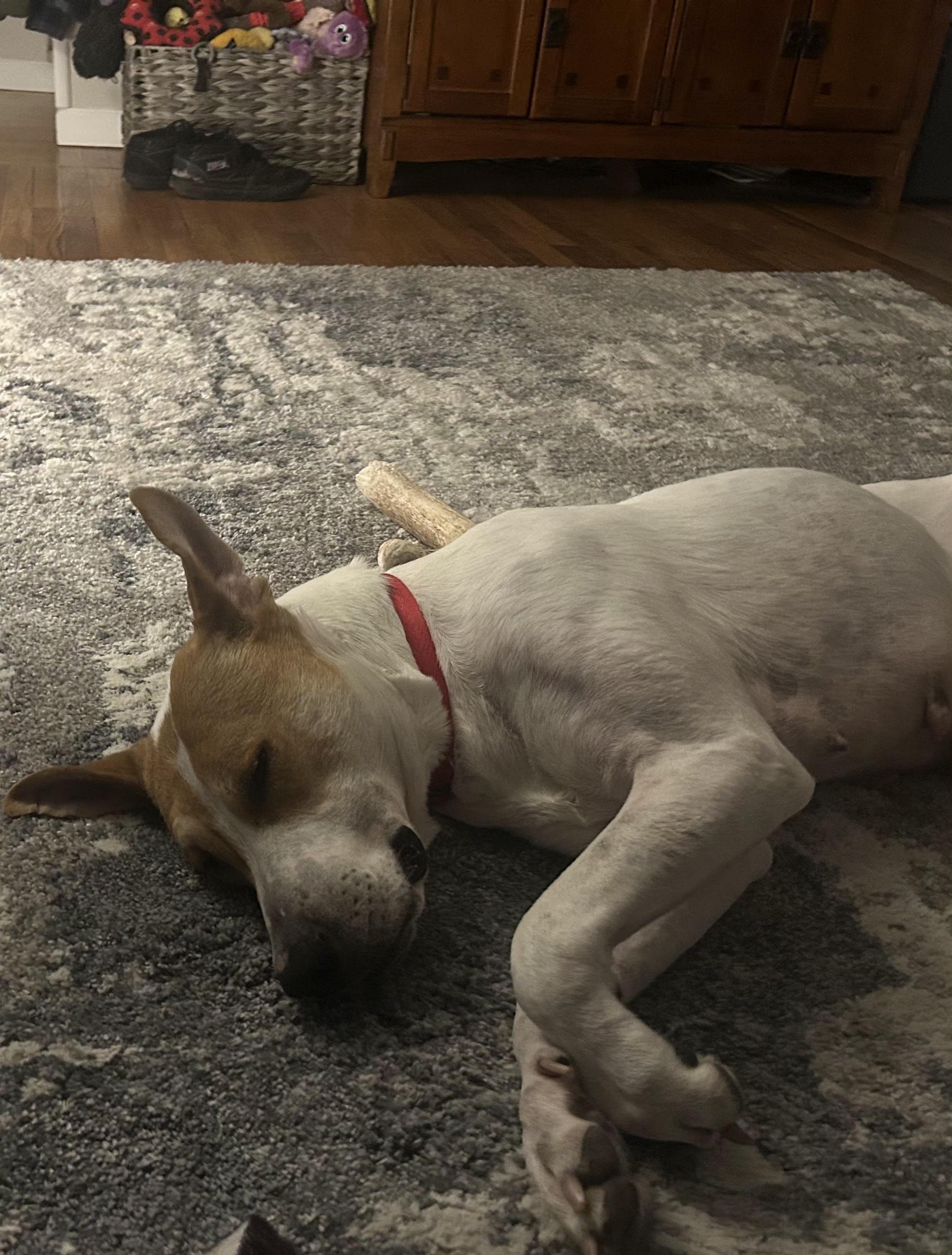 Rose, an adoption pending mixed breed in Wayne, NJ image 4/5