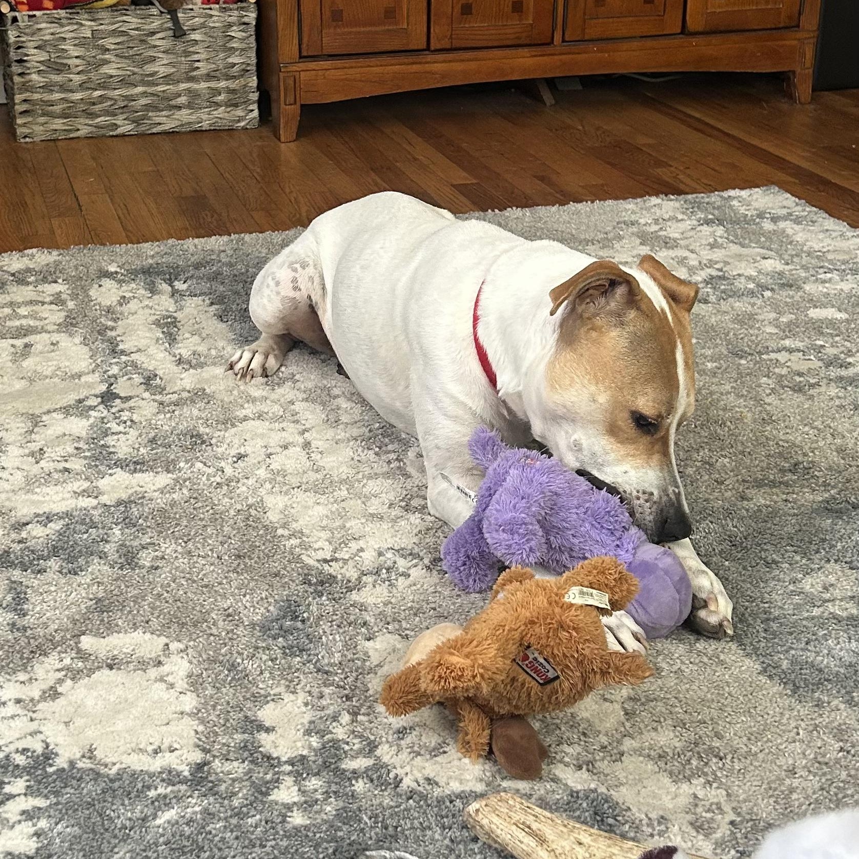 Rose, an adoption pending mixed breed in Wayne, NJ image 2/5