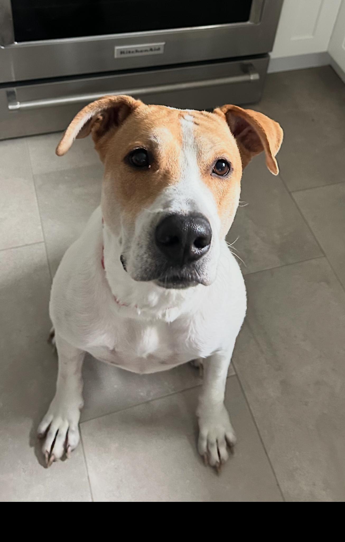 Rose, ADOPTABLE, Adult Female Hound & Pit Bull Terrier.