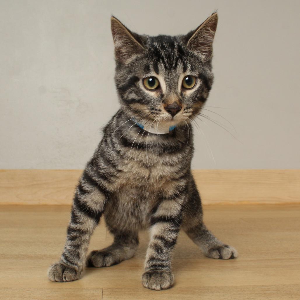 Mars C69003, Adoptable, Young Male Domestic Short Hair.