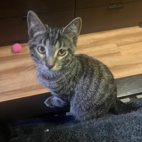 Enlarge Mars C69003, a Adoptable Domestic Short Hair in Minnetonka, MN image 2/4