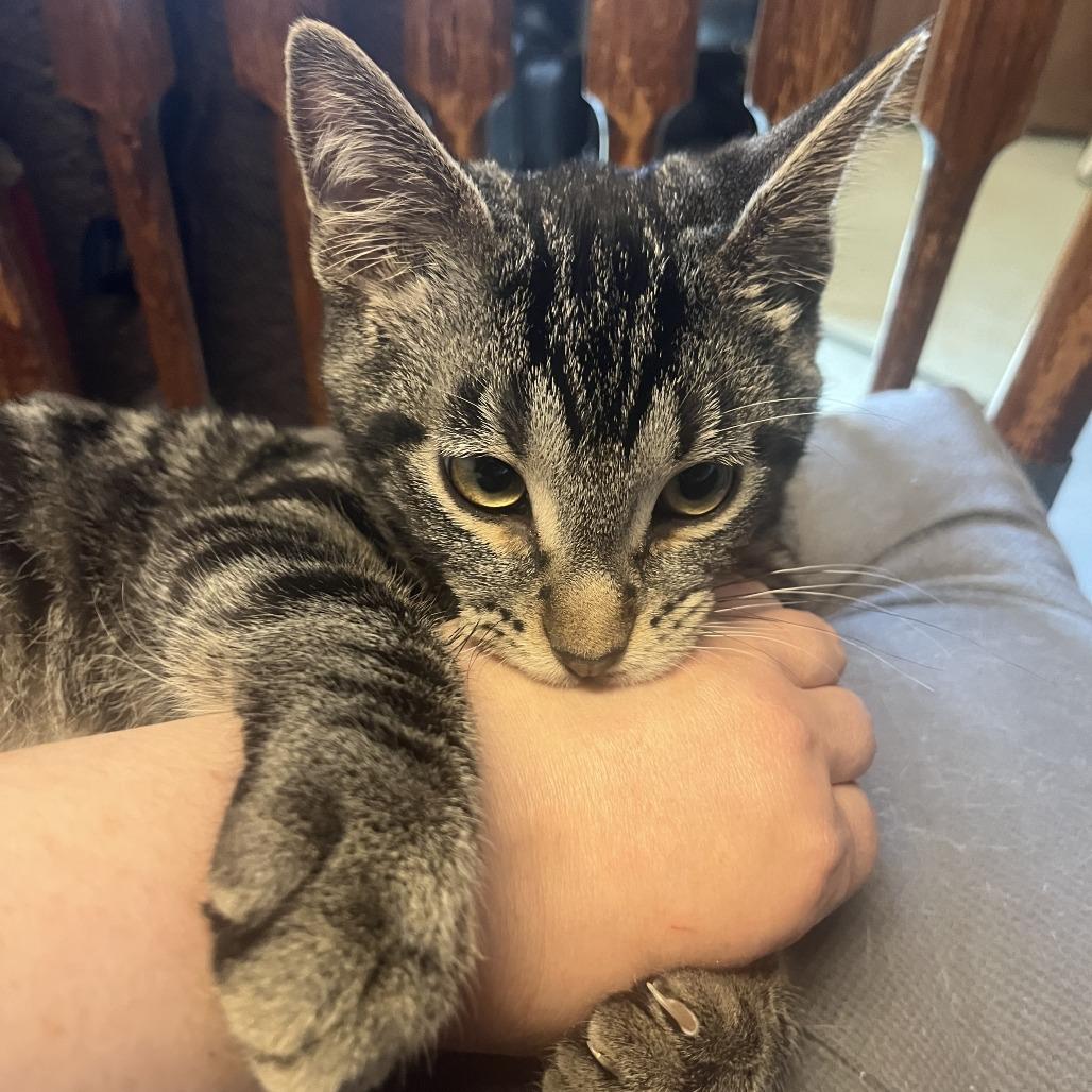 Enlarge Mars C69003, a Adoptable Domestic Short Hair in Minnetonka, MN image 3/4