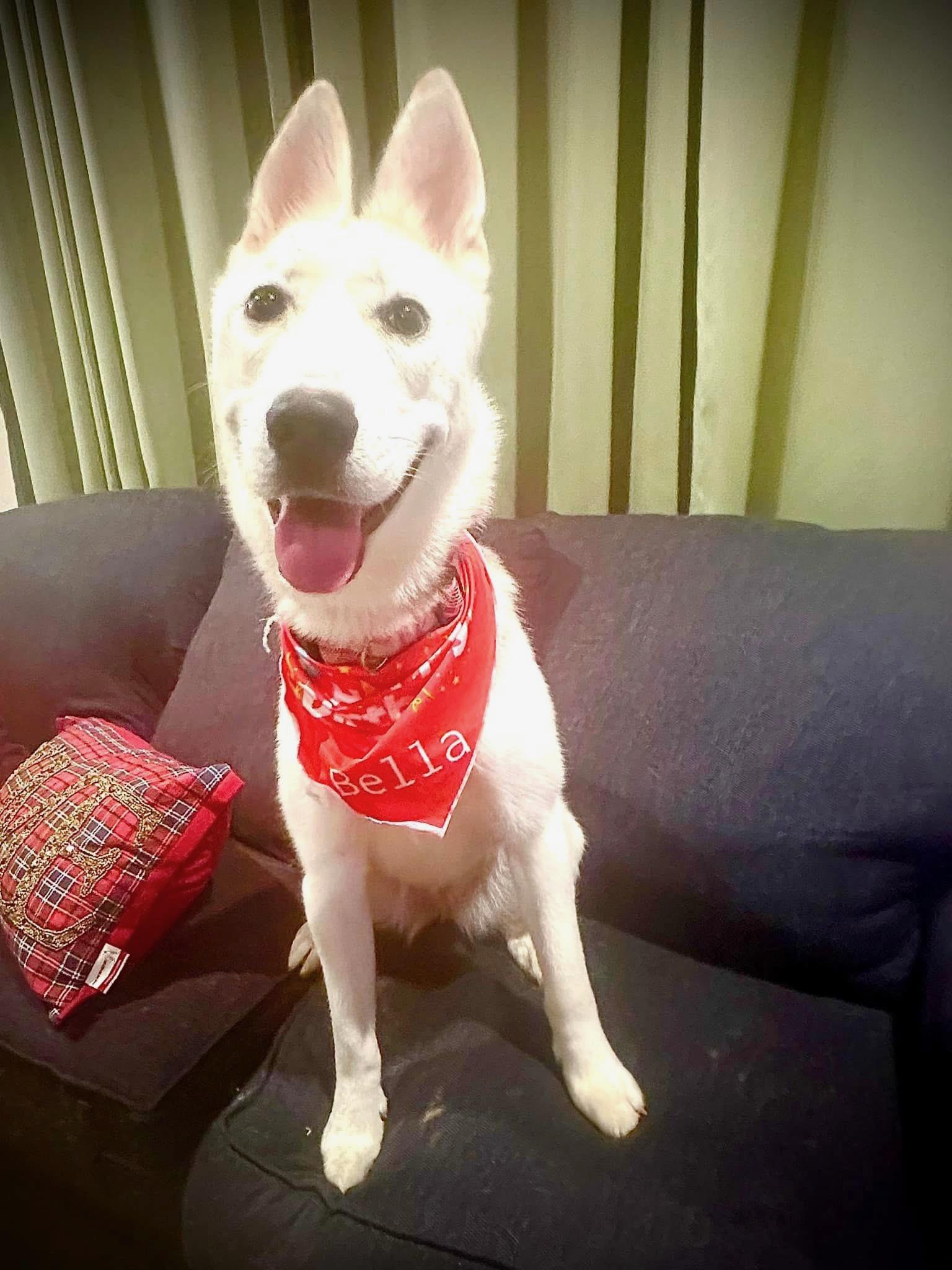 Bella, Adoptable, Adult Female Siberian Husky & Mixed Breed.