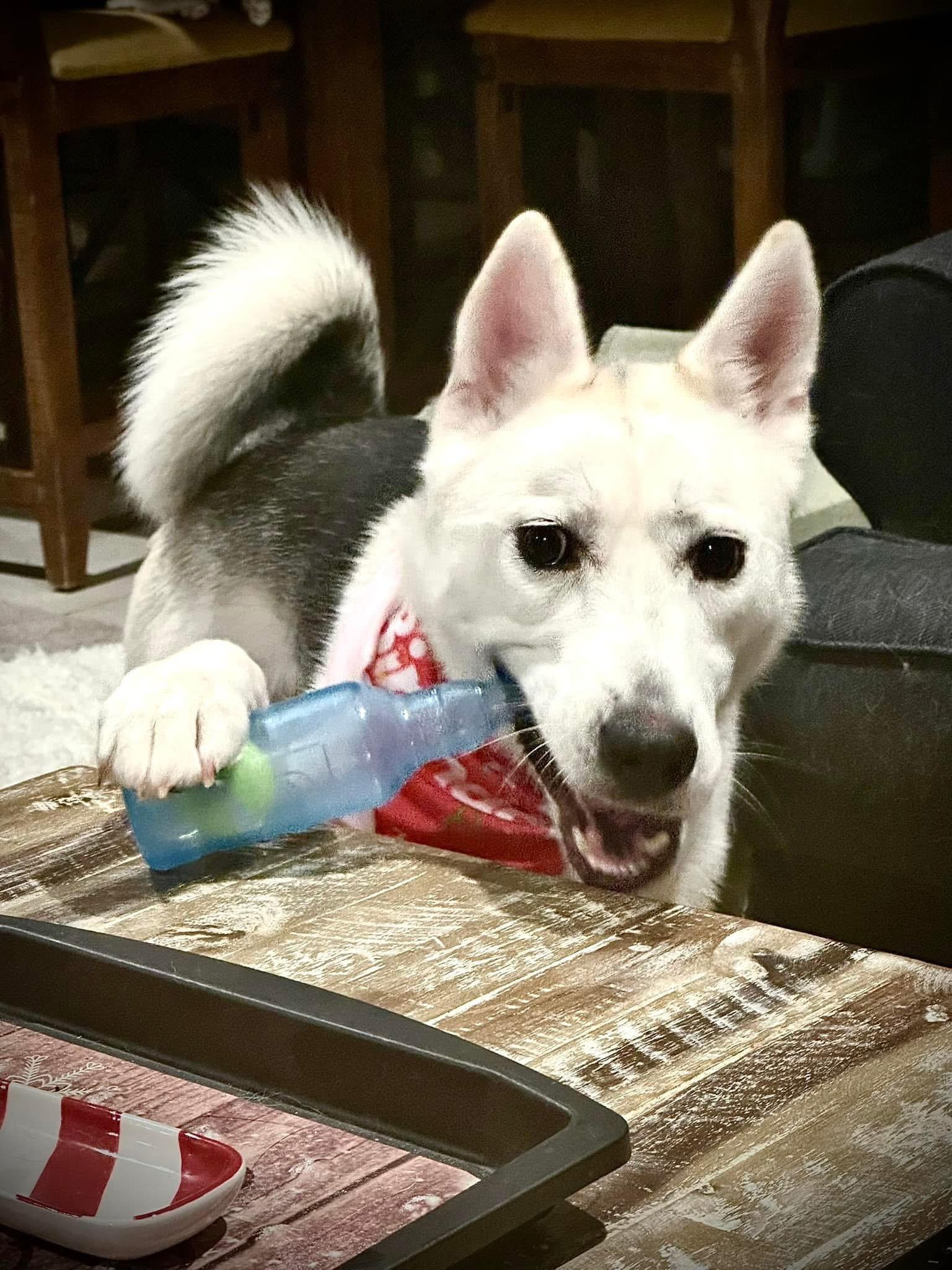 Bella, a Adoptable mixed breed in Cedar City, UT image 2/4