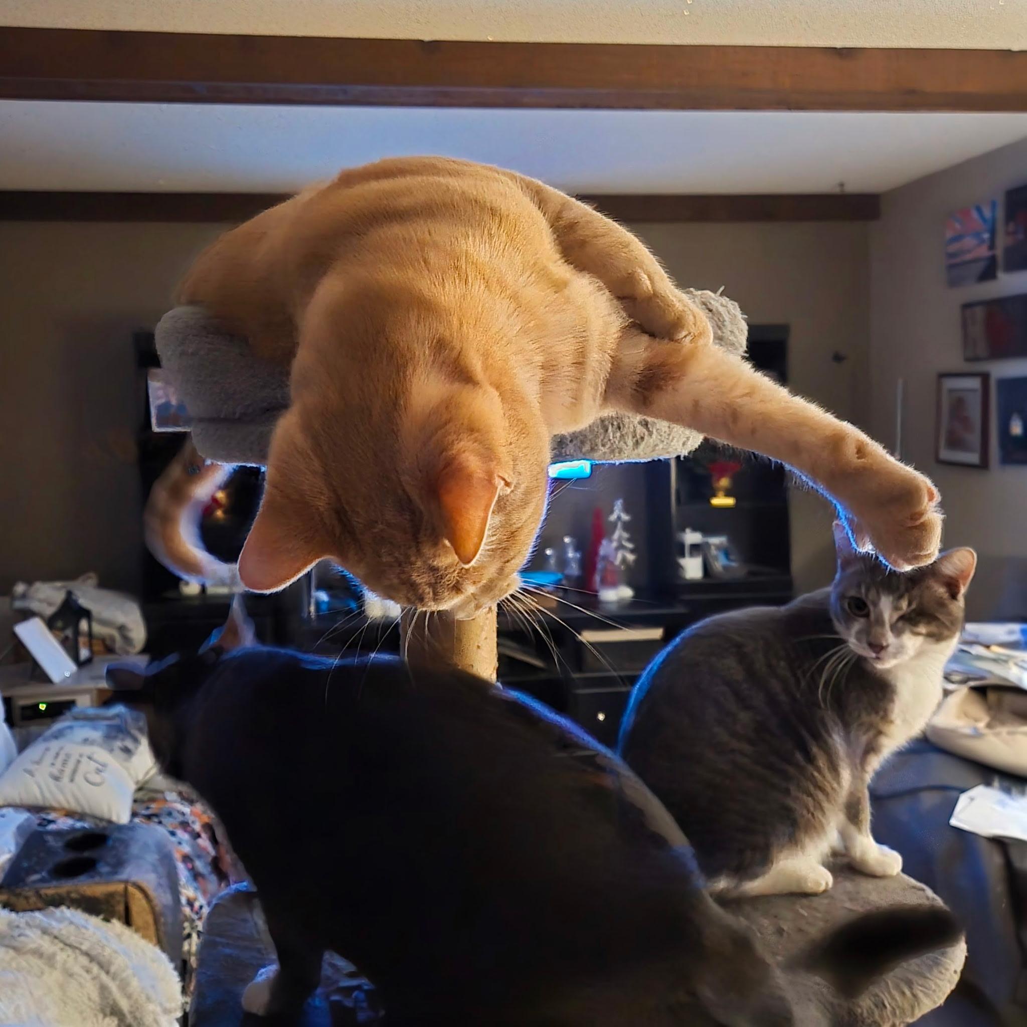 Enlarge Bacon, a ADOPTABLE Tabby in Midland, MI image 4/5