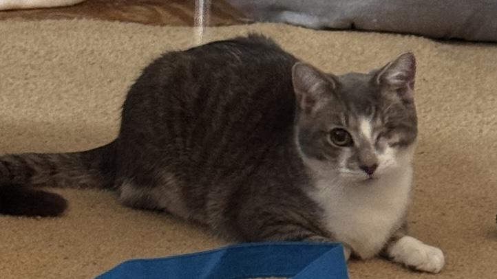 Enlarge Bacon, a ADOPTABLE Tabby in Midland, MI image 3/3