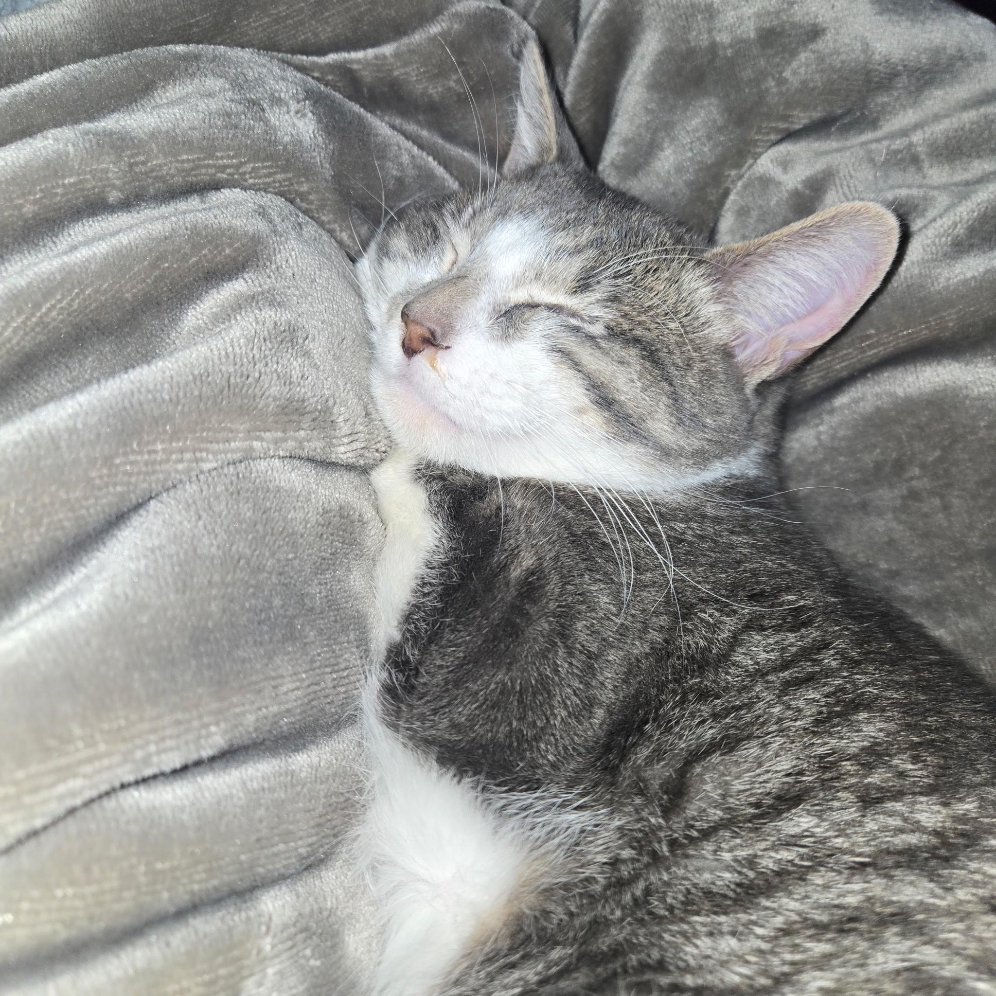 Enlarge Bacon, a ADOPTABLE Tabby in Midland, MI image 5/5