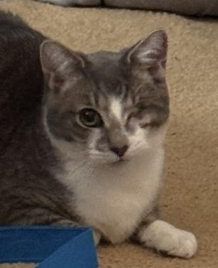 Enlarge Bacon, a ADOPTABLE Tabby in Midland, MI image 1/3