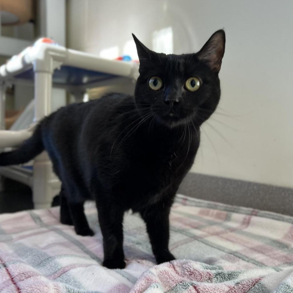 Rita FKA Senorita, Adoptable, Adult Female Domestic Short Hair & Bombay.
