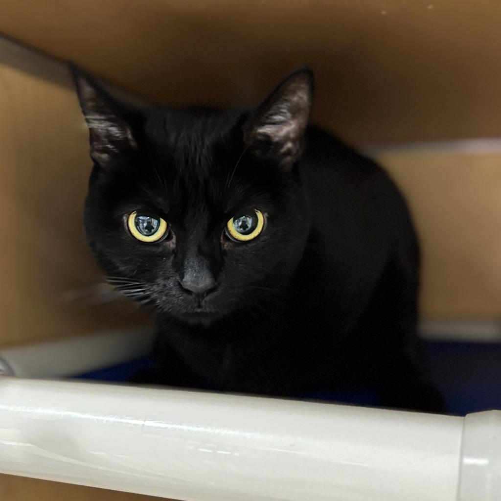 Enlarge Rita FKA Senorita, a Adoptable mixed breed in Chesapeake, VA image 4/4